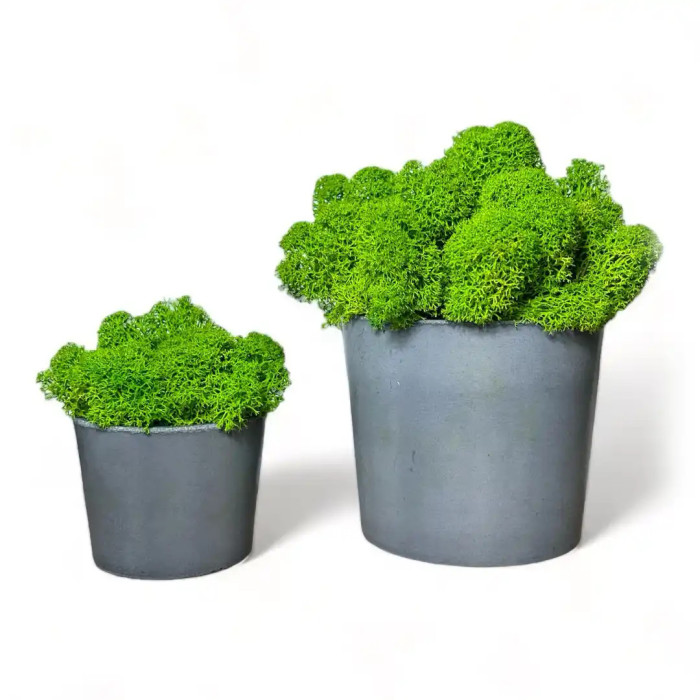 Decoration made of Mossy Weed in a 20 cm pot - Shop