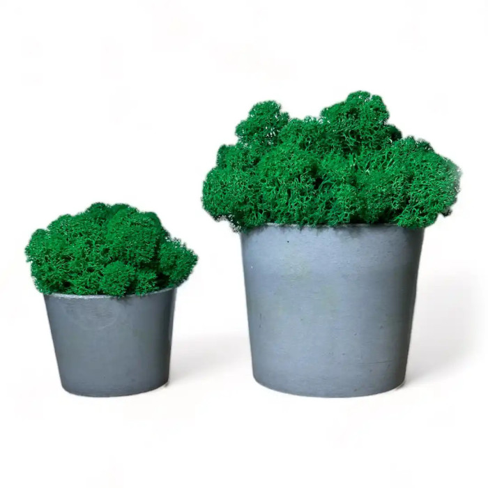 Decoration made of Mossy Weed in a 15 cm pot - Shop