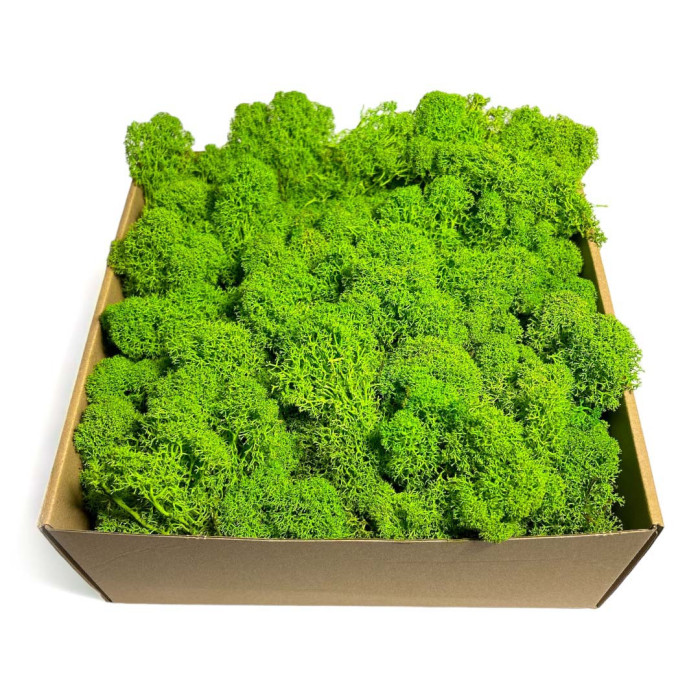 Moss Rhinophyllaceous Moss Premium for Decorating with Light Green - Shop.