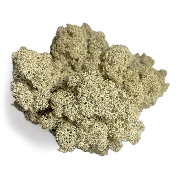 Reindeer Moss Premium Natural - Shop