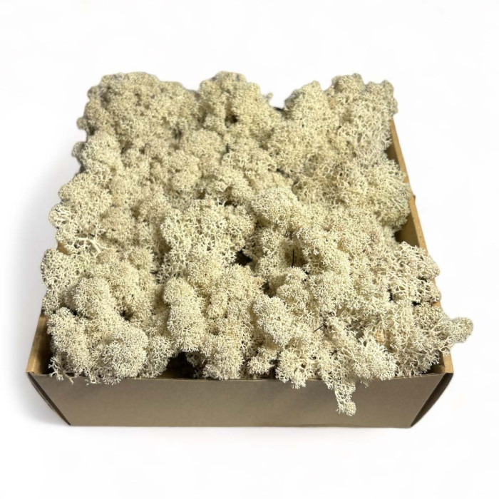 Reindeer Moss Premium Natural - Shop