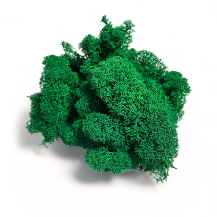 Premium Weed Moss for Decoration Dark Green - Shop.
