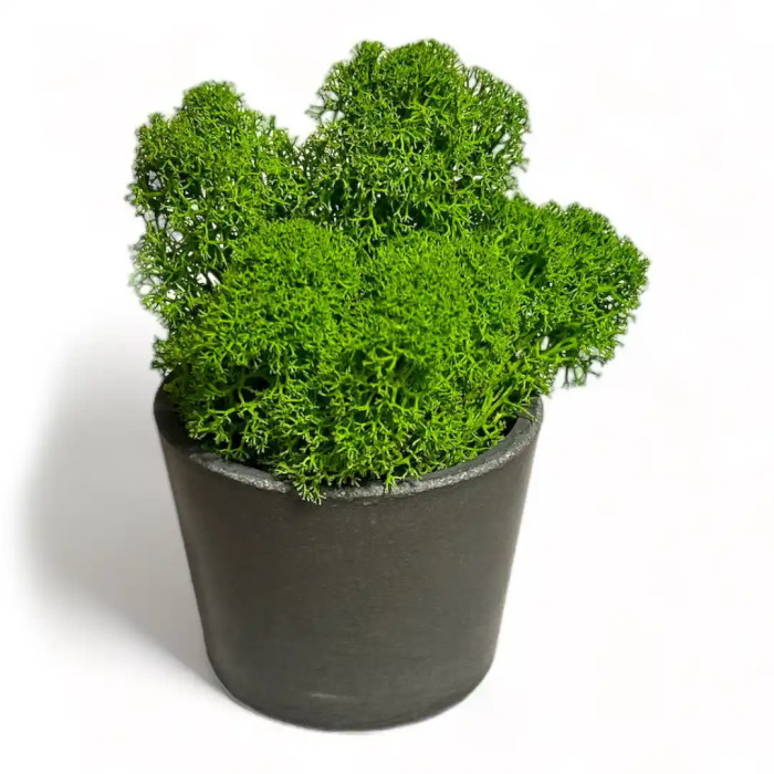 Decoration made of Mossy Weed in a 20 cm pot - Shop