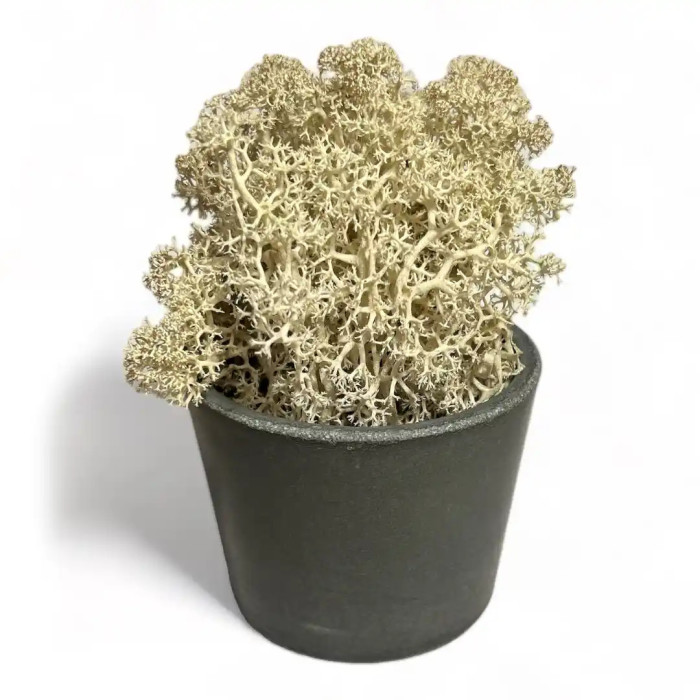 Decoration made of Mossy Weed in a 20 cm pot - Shop