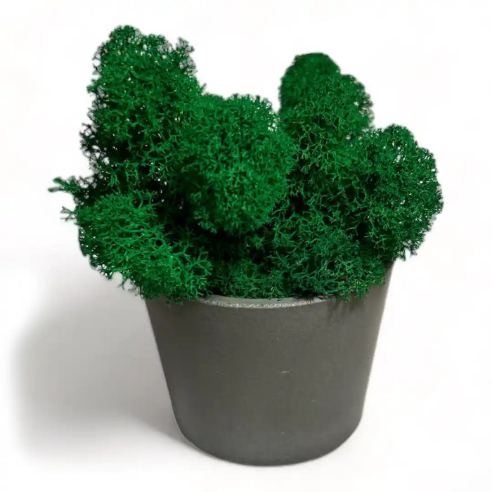 Decoration made of Mossy Weed in a 20 cm pot - Shop