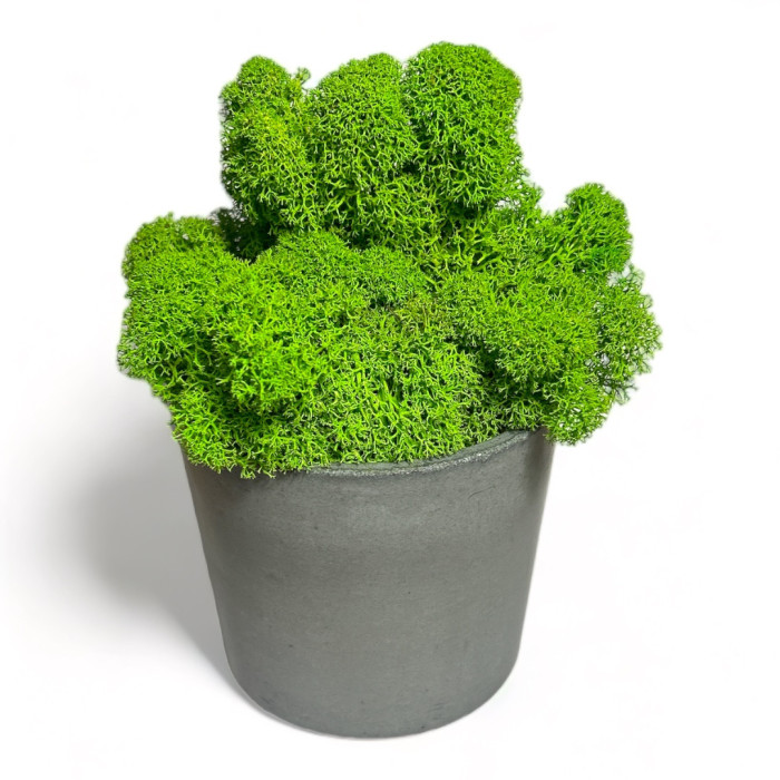 Decoration made of Mossy Weed in a 15 cm pot - Shop