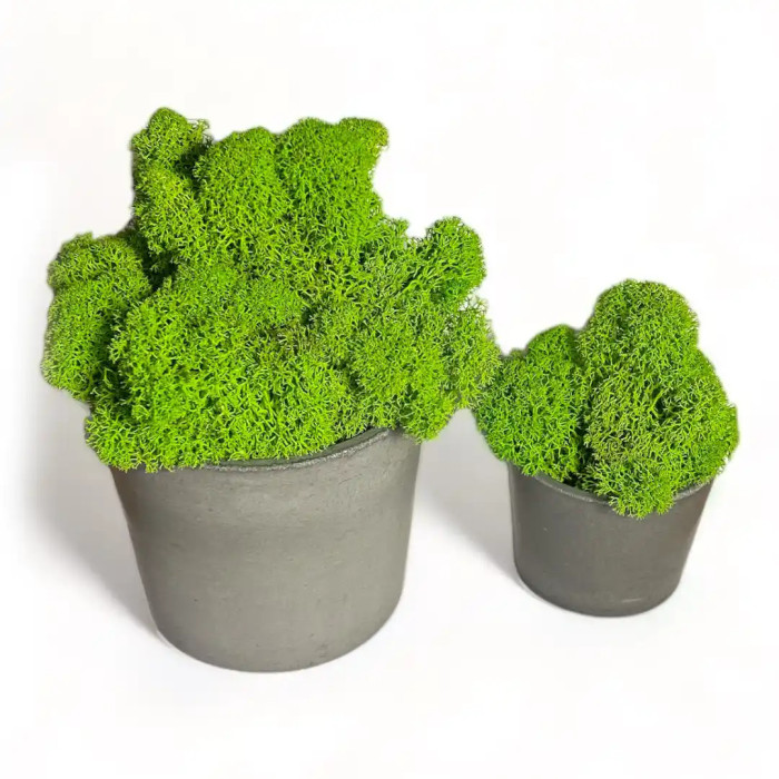 Decoration made of Mossy Weed in a 15 cm pot - Shop