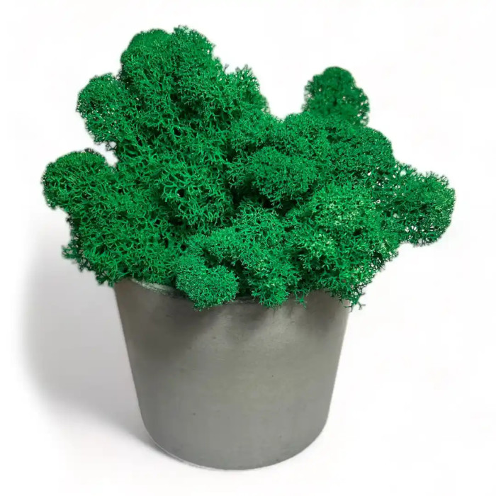 Decoration made of Mossy Weed in a 15 cm pot - Shop