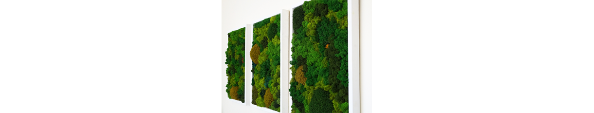 Moss Painting for Wall | Ready-made Moss Paintings - Shop.